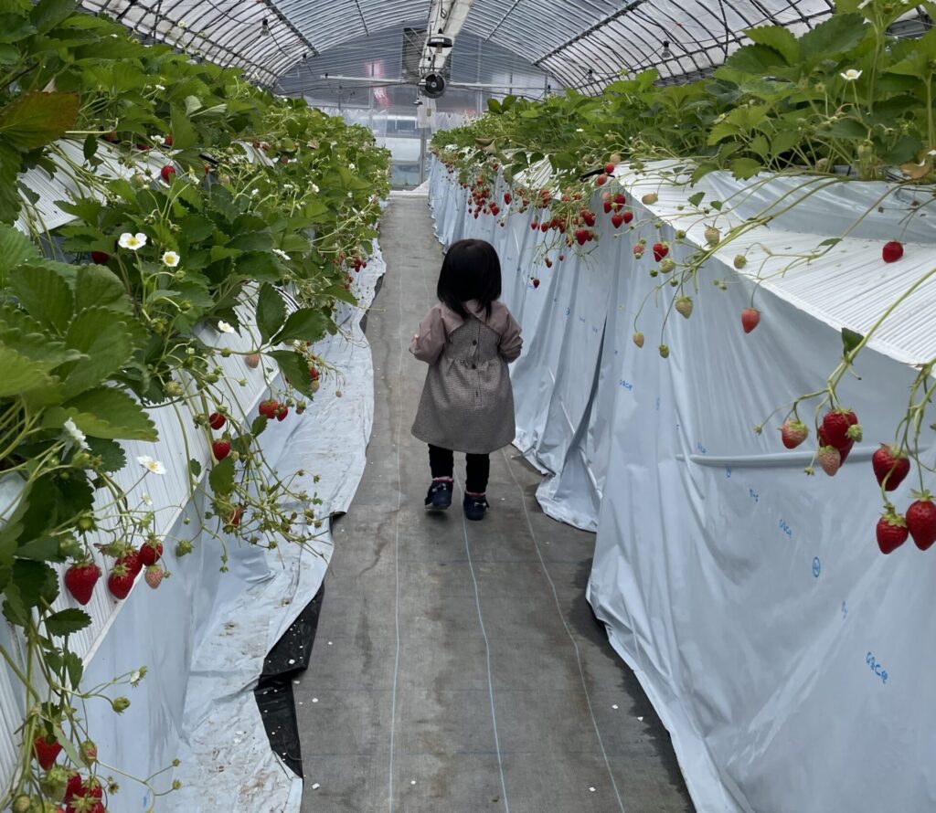 ハウスの中を自分から歩き出す娘