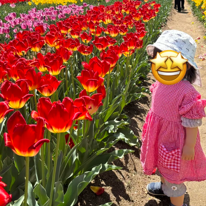 チューリップを眺める娘