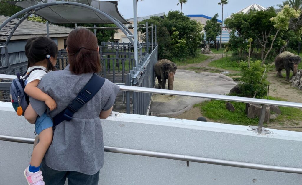 入園してすぐのところにいたゾウ
