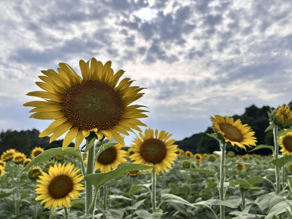「モニュメントお花畑」のひまわり