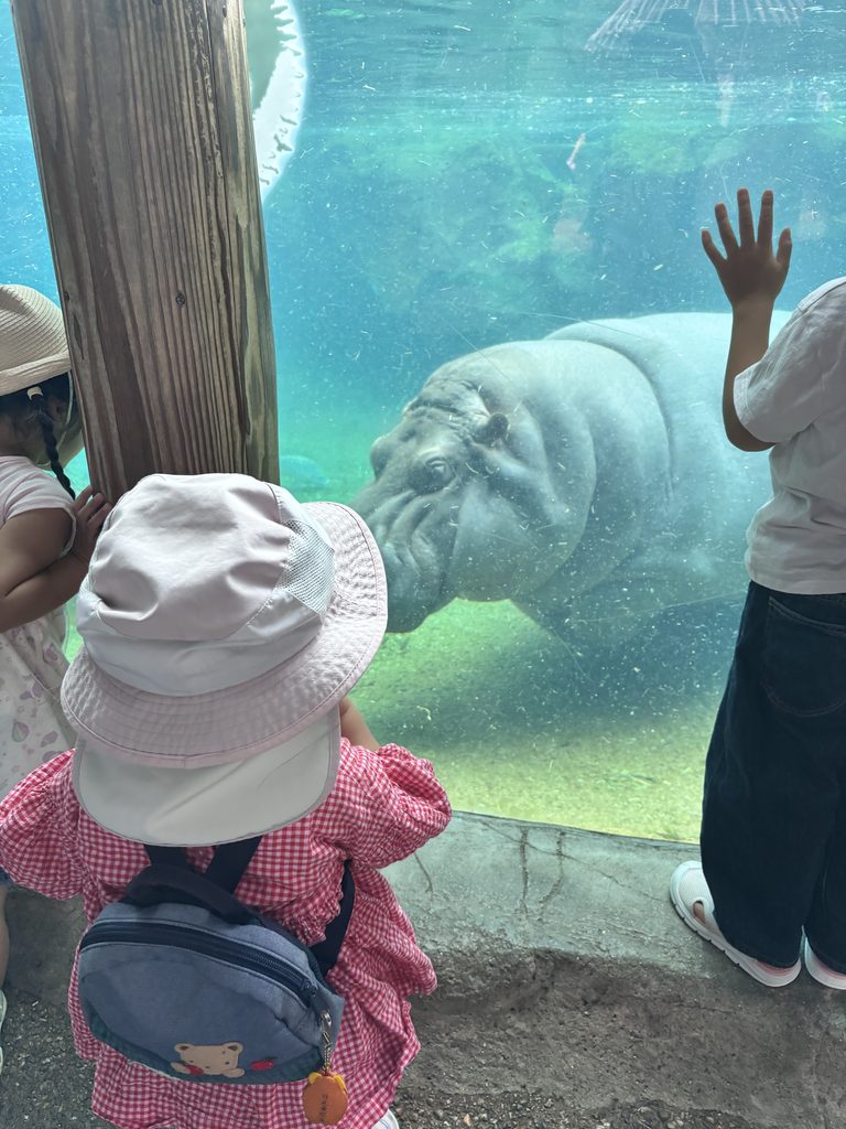 ガラス越しに目の前まで来たカバを見る娘